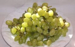 Thompson Seedless Grape Vine - 1 Gallon Pot -Green Haven Sales 10092 thompson seedless grape