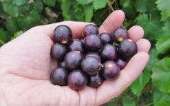 Noble Muscadine Grape Vine (Self Fertile) - 1 Gallon Pot -Green Haven Sales 10548 noble muscadine