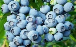 Powderblue Rabbiteye Blueberry - 6 Pack Of 1 Gallon Pots 7 Powderblue Rabbiteye Blueberry - 6 Pack Of 1 Gallon Pots -Green Haven Sales 3591 powder blue blueberry