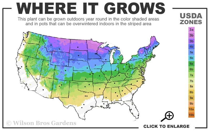 Dwarf Alberta Spruce - 1 Gallon Pot 3 Dwarf Alberta Spruce - 1 Gallon Pot - Image 3