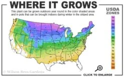 American Wild Plum Tree (Prunus Americana) - 3 Gallon Pot 10 American Wild Plum Tree (Prunus Americana) - 3 Gallon Pot -Green Haven Sales 3a 8b 23