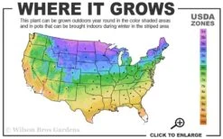 Blazing Star Gayfeather (Liatris Spicata) - 1 Gallon Pot -Green Haven Sales 3a 9b 7