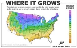 Sourwood Tree (Oxydendrum Arboreum) - 7 Gallon Pot (4-5') -Green Haven Sales 3b 9a