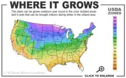 Hetzi Columnar Juniper - 1 Gallon Pot 7 Hetzi Columnar Juniper - 1 Gallon Pot -Green Haven Sales 3b 9b 1