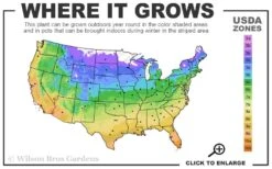 Warsaw Nike Clematis - 1 Gallon Pot -Green Haven Sales 4a 11