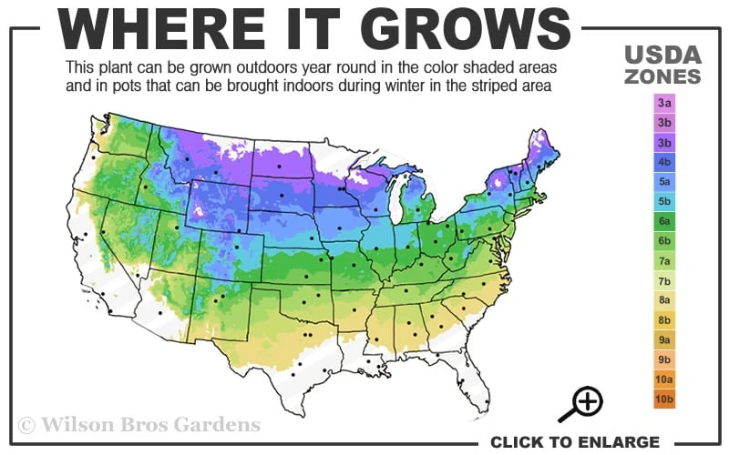 Northern Highbush Blueberry (Vaccinum Corymbosum) - 1 Gallon Pot 3 Northern Highbush Blueberry (Vaccinum Corymbosum) - 1 Gallon Pot - Image 3