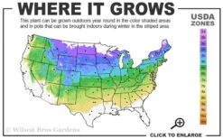 Bloomerang Dark Purple Lilac - 3 Gallon Pot -Green Haven Sales 4a 8a