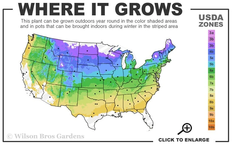 Vanilla Strawberry Hydrangea - 1 Gallon Pot 3 Vanilla Strawberry Hydrangea - 1 Gallon Pot - Image 3