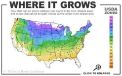 Red Mulberry Tree (Morus Rubra) - 5 Gallon Pot -Green Haven Sales 4a 8b 4