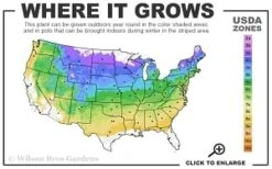 Sweet Woodruff (Galium Odoratum) - 5 Pack Of Quart Pots -Green Haven Sales 4a 8b thumbnail 3