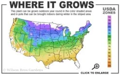 Climbing Hydrangea 'Petiolaris' - 2 Gallon Pot 13 Climbing Hydrangea 'Petiolaris' - 2 Gallon Pot -Green Haven Sales 4a 9a