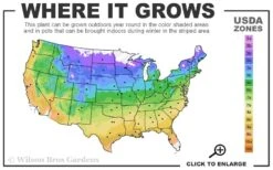 Beyond Blue Festuca (Fescue) - 3 Pack Of Quart Pots -Green Haven Sales 4a 9b 39