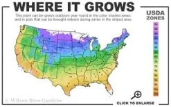 Guiding Promise Clematis - 1 Gallon Pot -Green Haven Sales 4a 9b thumbnail