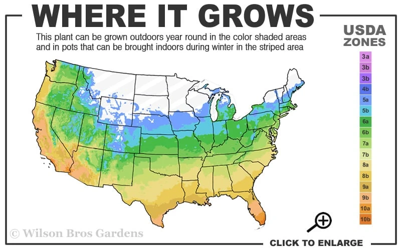 Dwarf Golden Sweet Flag (Acorus Gramineus 'Minimus Aureus') - 5 Pack Of Quart Pots 3 Dwarf Golden Sweet Flag (Acorus Gramineus 'Minimus Aureus') - 5 Pack Of Quart Pots - Image 3