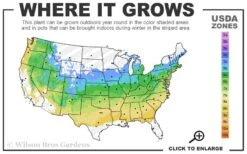 Rubromarginata Fragrant Clematis - 1 Gallon Pot -Green Haven Sales 5a 8b 10