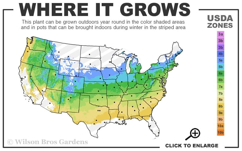 Italian Cypress - 7 Gallon Pot (3-4') 3 Italian Cypress - 7 Gallon Pot (3-4') - Image 3