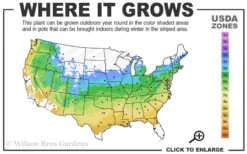 Ribbon Leaf Japanese Maple (Acer Palmatum 'Atrolineare') - 3 Gallon Pot 11 Ribbon Leaf Japanese Maple (Acer Palmatum 'Atrolineare') - 3 Gallon Pot -Green Haven Sales 5a 9A 12