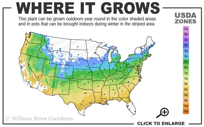 Ribbon Leaf Japanese Maple (Acer Palmatum 'Atrolineare') - 3 Gallon Pot 3 Ribbon Leaf Japanese Maple (Acer Palmatum 'Atrolineare') - 3 Gallon Pot - Image 3