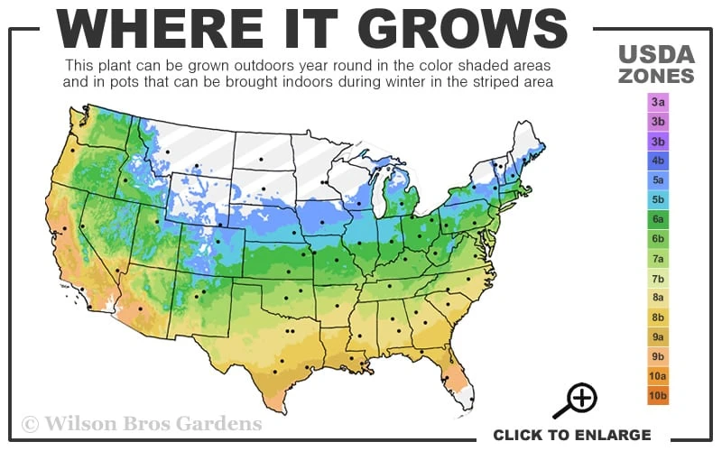 Emperor 1 Japanese Maple - 2 Gallon Pot 3 Emperor 1 Japanese Maple - 2 Gallon Pot - Image 3