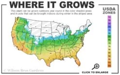 Dwarf Black Mondo Grass - 5 Pack Of Quart Pots -Green Haven Sales 5b 11 1