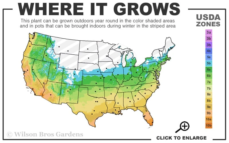 Black Mondo Grass (Ophiopogon Planiscapus 'Nigrescens') - 5 Pack Of Quart Pots 3 Black Mondo Grass (Ophiopogon Planiscapus 'Nigrescens') - 5 Pack Of Quart Pots - Image 3