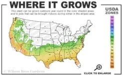 Perfecto Mundo Double Purple Reblooming Azalea - 2 Gallon Pot -Green Haven Sales 6B 9B 5