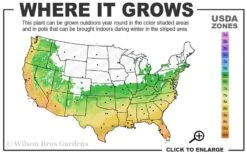 Leyland Cypress - 3 Gallon Pot -Green Haven Sales 6a 10a 2