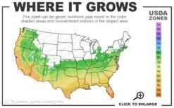 Winter's Waterlily Cold Hardy Camellia - 1 Gallon Pot 5 Winter's Waterlily Cold Hardy Camellia - 1 Gallon Pot -Green Haven Sales 6a 10b