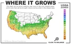 Don Juan Climbing Rose - 3 Gallon Pot -Green Haven Sales 6a 11