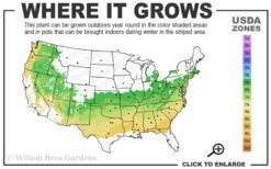 Justin Brouwers Dwarf Boxwood - 6 Pack Of 1 Gallon Pots 7 Justin Brouwers Dwarf Boxwood - 6 Pack Of 1 Gallon Pots -Green Haven Sales 6a 8b 3