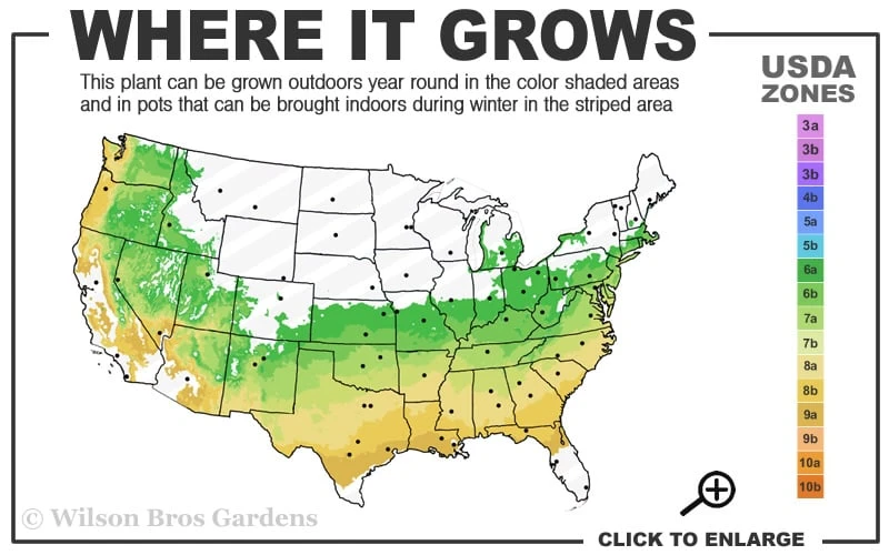Gwenda Azalea (Robin Hill Hybrid) - 1 Gallon Pot 3 Gwenda Azalea (Robin Hill Hybrid) - 1 Gallon Pot - Image 3