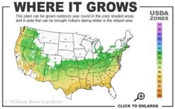Orion Dwarf Red Japanese Maple - 1 Gallon Pot 8 Orion Dwarf Red Japanese Maple - 1 Gallon Pot -Green Haven Sales 6a 9a 3