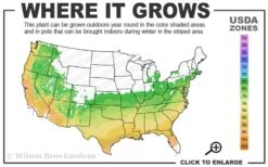 Butterscotch Yellow Jasmine (Jessamine) - Gelsemium Sempervirens - 1 Gallon Pot -Green Haven Sales 6a 9b 39