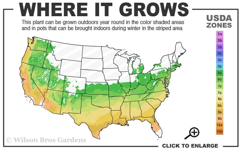 Yellow Crossvine (Bignonia) - 1 Gallon Pot 3 Yellow Crossvine (Bignonia) - 1 Gallon Pot - Image 3