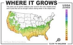 Wheeler's Cold Hardy Fragrant Tea Olive (Osmanthus) - 3 Gallon Pot -Green Haven Sales 6b 10b