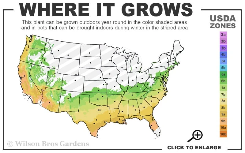 Big O Cold Hardy Eucalyptus Tree (Eucalyptus Neglecta) - 5 Gallon Pot (4-5') 3 Big O Cold Hardy Eucalyptus Tree (Eucalyptus Neglecta) - 5 Gallon Pot (4-5') - Image 3