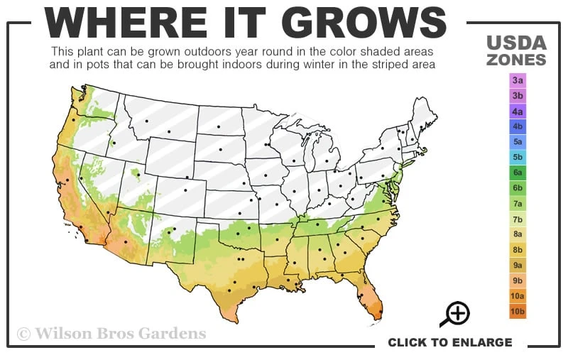 Creek Black Muscadine Grape Vine - 1 Gallon Pot 3 Creek Black Muscadine Grape Vine - 1 Gallon Pot - Image 3