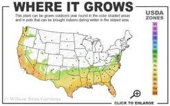 Little Gem Dwarf Southern Magnolia - 3 Gallon Pot (1.5-2.5') -Green Haven Sales 7a 10a 2