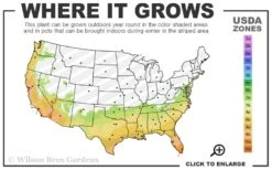 Catawba Purple Crape Myrtle - 5 Gallon Pot -Green Haven Sales 7a 10b 14