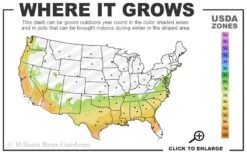 Coral Bells Azalea - 1 Gallon Pot 6 Coral Bells Azalea - 1 Gallon Pot -Green Haven Sales 7a 9b 40