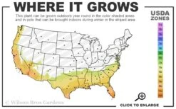 Noble Muscadine Grape Vine (Self Fertile) - 1 Gallon Pot -Green Haven Sales 7b 10b 13