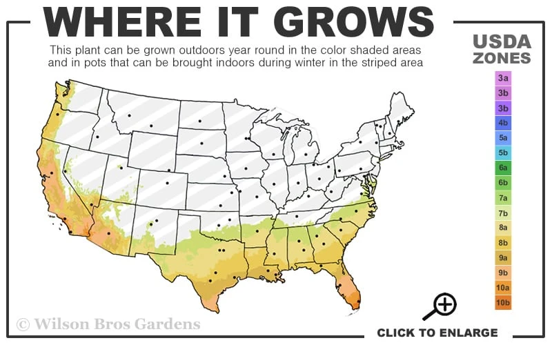Mrs. G.G. Gerbing White Southern Indica Azalea - 3 Gallon Pot 3 Mrs. G.G. Gerbing White Southern Indica Azalea - 3 Gallon Pot - Image 3