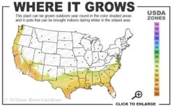 Alapaha Rabbiteye Blueberry - 1 Gallon Pot -Green Haven Sales 7b 9b 1