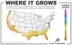 Barbeque Rosemary Plant - 1 Gallon Pot -Green Haven Sales 8a 11 14