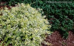 Lemon Lime Dwarf Abelia - 3 Gallon Pot -Green Haven Sales Abelia Lemon Lime 52