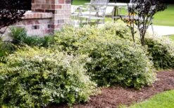 Lemon Lime Dwarf Abelia - 3 Gallon Pot -Green Haven Sales Abelia Lemon Lime In Landscape