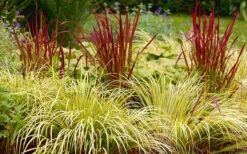 Golden Sweet Flag (Acorus Gramineus 'Ogon') - 6 Pack Of Pint Pots -Green Haven Sales Acorus Ogon 103