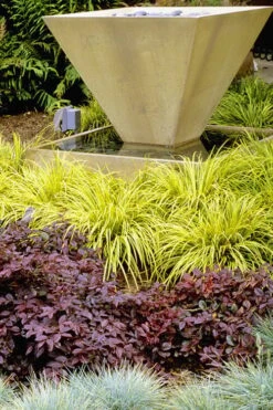 Golden Sweet Flag (Acorus Gramineus 'Ogon') - 6 Pack Of Pint Pots -Green Haven Sales Acorus Ogon 104