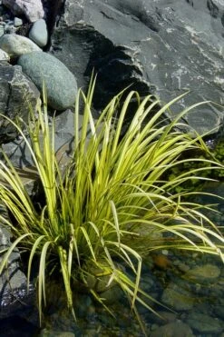 Golden Sweet Flag (Acorus Gramineus 'Ogon') - 6 Pack Of Pint Pots -Green Haven Sales Acorus Ogon 105