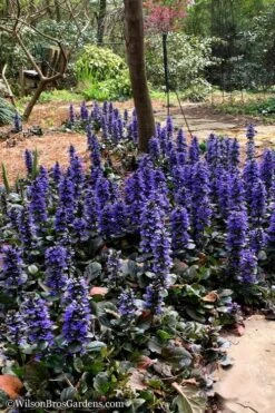 Catlins Giant Ajuga - Bugleweed - 5 Pack Of Quart Pots -Green Haven Sales Ajuga Catlins Giant 20